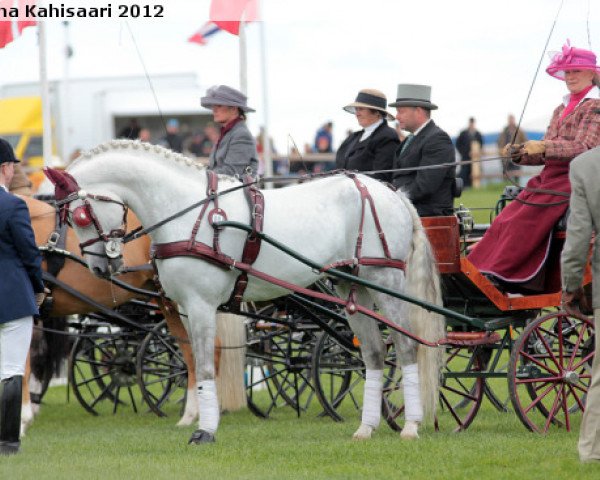 Deckhengst Bodethal's Notre Petit (Deutsches Reitpony, 2004, von Notre d'Amour)