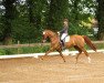 dressage horse Quintera B (Oldenburg, 2009, from Quiztime)