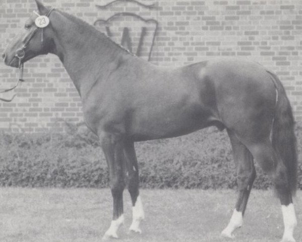 stallion Farcetto (Hanoverian, 1990, from Faust Z)