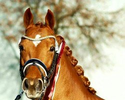 stallion Checkpoint Charlie 9 (German Riding Pony, 2014, from Kastanienhof Cockney Cracker)