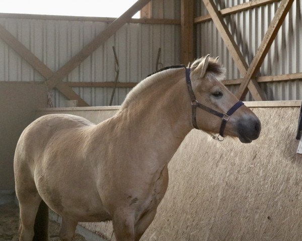 horse Calvin (Fjord Horse, 2019, from Cavall)