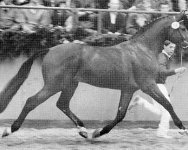 horse Calvadur (Holsteiner, 1984, from Calypso I)