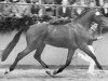 stallion Calvadur (Holsteiner, 1984, from Calypso I)