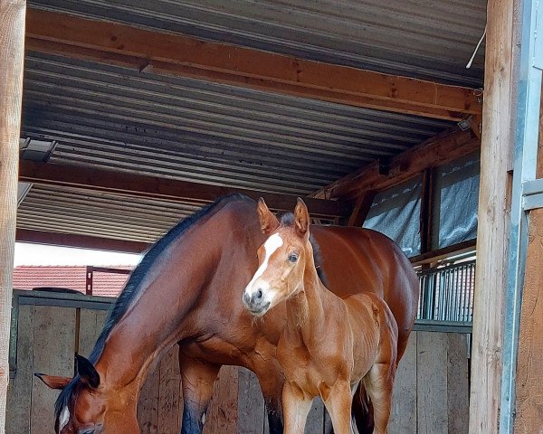 Springpferd Chinchero's Amazing Girl (Holsteiner, 2022, von Chinchero)