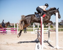 jumper Limitless 4 (German Sport Horse, 2017, from Cliff H)