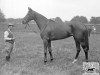 broodmare Rose of England xx (Thoroughbred, 1927, from Teddy xx)