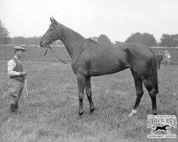 Zuchtstute Rose of England xx (Englisches Vollblut, 1927, von Teddy xx)