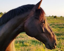 broodmare Juicy (Oldenburg, 2014, from Glock's Johnson Tn)