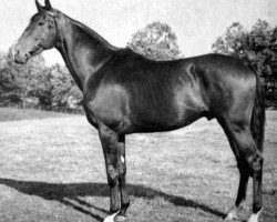 stallion Coastal Traffic xx (Thoroughbred, 1941, from Hyperion xx)