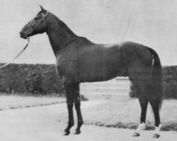 stallion Buisson d'Or xx (Thoroughbred, 1950, from Coastal Traffic xx)