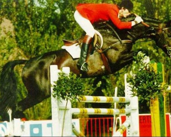 stallion Idolatre (Belgian Warmblood, 1974, from Pot d'Or xx)