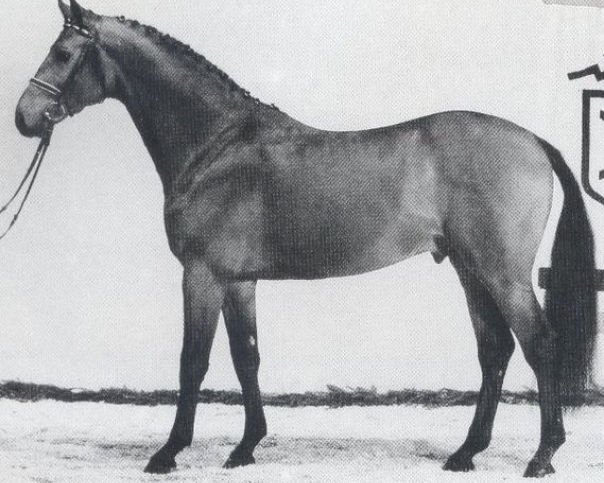 stallion Cannonball (Holsteiner, 1988, from Cor de la Bryère)