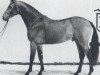 stallion Cannonball (Holsteiner, 1988, from Cor de la Bryère)