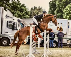 jumper Lady Langkopf (German Sport Horse, 2007, from Lalique)