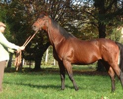 stallion Western Star xx (Thoroughbred, 1986, from Go Step xx)