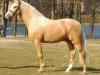 stallion Genesis B (German Riding Pony, 2003, from Golden Dancer)