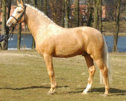 stallion Genesis B (German Riding Pony, 2003, from Golden Dancer)