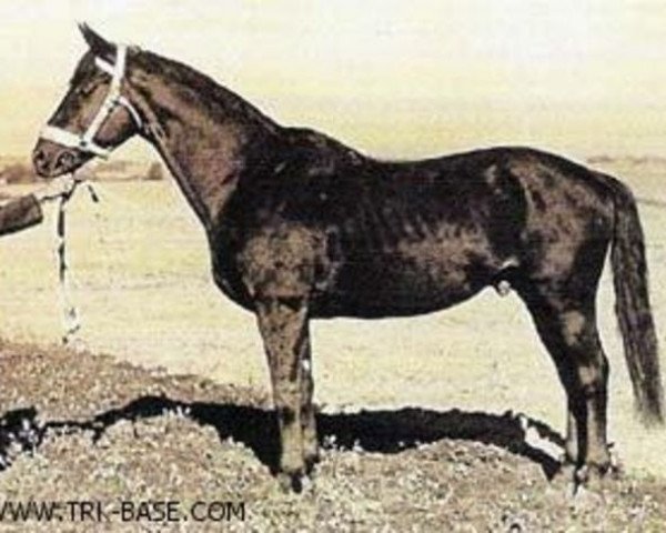 stallion Markwart (Trakehner, 1937, from Pythagoras)