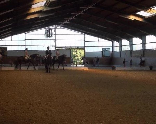 dressage horse Batocelli (Hanoverian, 2005, from Harmony's Baroncelli)