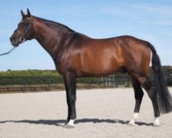 Deckhengst Kinnordy GYM Bello (Australisches Warmblut, 2001, von Gymnastic Star)