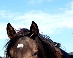 Pferd Norway (Trakehner, 2020, von Speedway 7)