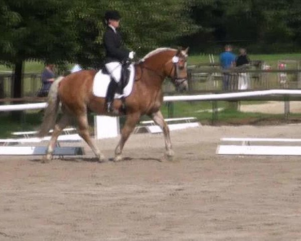 dressage horse Chiaro 9 (unknown,  )