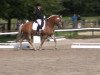 dressage horse Chiaro 9 (unknown,  )