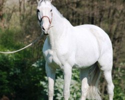 Pferd Cincetta (Belgisches Warmblut, 1994, von Concorde)