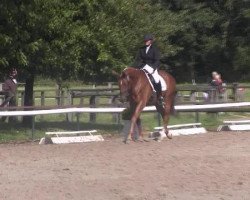 dressage horse Daiquiri 86 (Westphalian, 2009, from Dancing Dynamite)