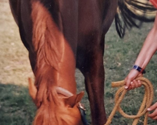 broodmare Cimberly B. (German Riding Pony,  , from Confetti)