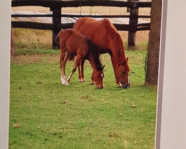 Dressurpferd Dornia (Westfale, 2006, von Domingo)