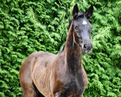 dressage horse Dornröschen (German Sport Horse, 2022, from Bohemian)