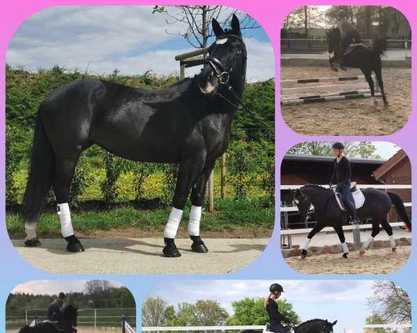 dressage horse Hilde 58 (unknown, 2014)