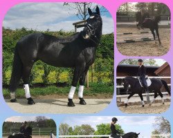 dressage horse Hilde 58 (unknown, 2014)