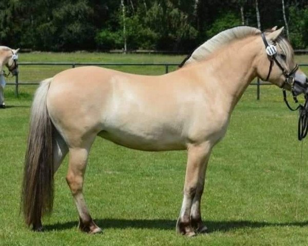 broodmare Finja (Fjord Horse, 2016, from Finfin N.2601)