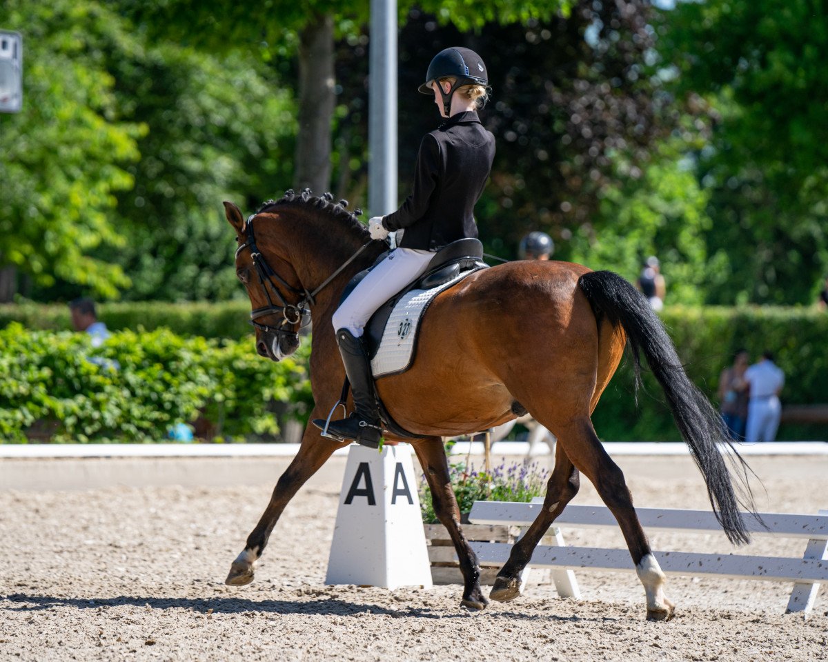 Dressurpferd Matrix 36 (New-Forest-Pony, 2009, von Poppings Marribo)