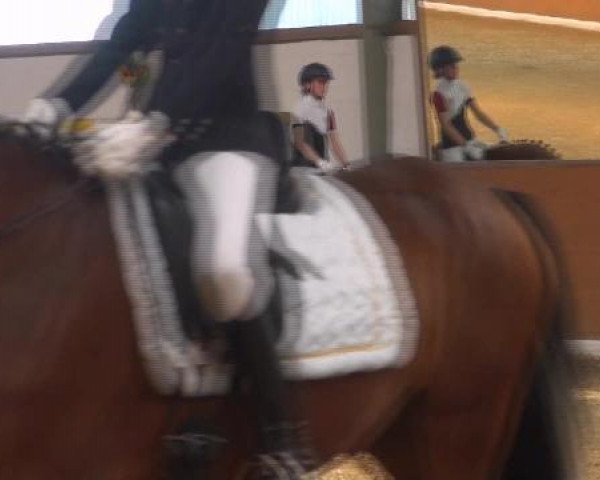 dressage horse Milano 221 (German Riding Pony, 2001, from Martini)