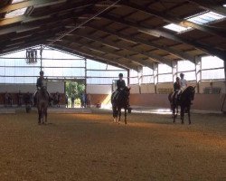 dressage horse Desmond 14 (Hanoverian, 2001, from Del Piero)