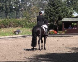 dressage horse Dieter 27 (Oldenburg, 1999, from Day Dream)