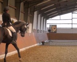 dressage horse Sternenfänger (Westphalian, 2005, from Show Star)