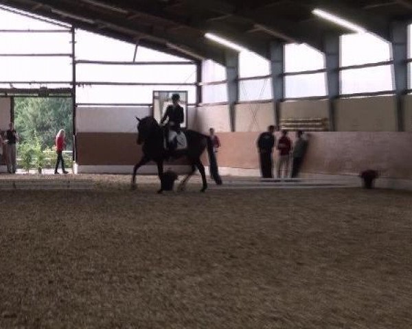 dressage horse Lamonte 2 (Rhinelander, 2004, from Laurentianer)