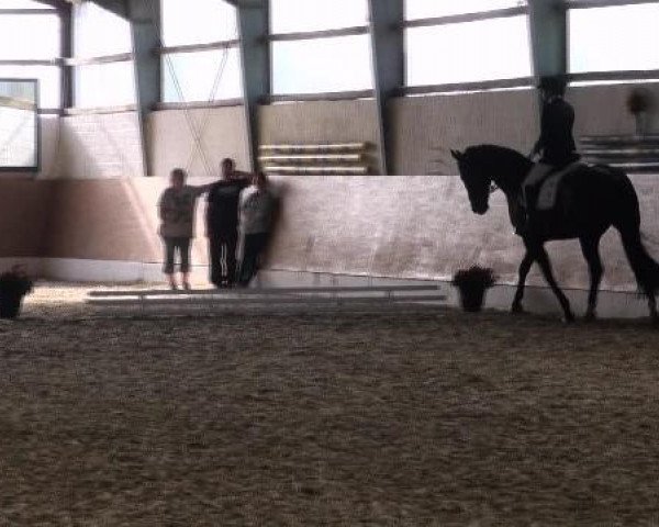 dressage horse Don Ernesto 5 (Oldenburg, 2003, from Donnerschwee)