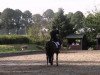 jumper Federleicht R (Hanoverian, 2004, from Fidermark)