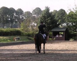 horse Federleicht R (Hanoverian, 2004, from Fidermark)