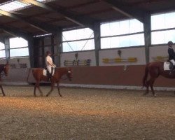 dressage horse Kalle Wirsch (Mecklenburg, 2006, from Kobar 3491)