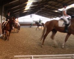 dressage horse Fitzgeraldo (Westphalian, 2003, from Fürst Piccolo)