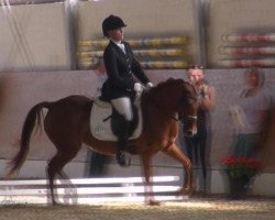 dressage horse Believe it M (Hanoverian, 2008, from Belissimo NRW)