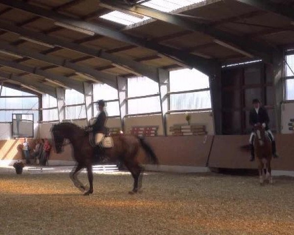 dressage horse Lysander Sky (Rhinelander, 2008, from Lord Loxley I)