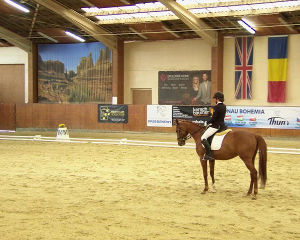 Reitturnier Weikersdorf am Steinfelde 2022