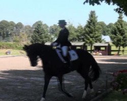 dressage horse Fürst Ralf (Westphalian, 2005, from Fürst Heinrich)